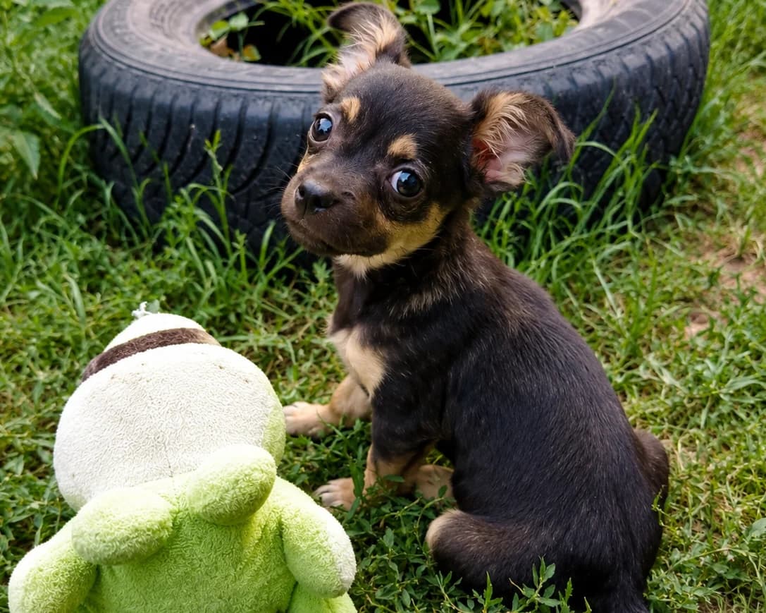Minie, female puppy Mixed Breed for adoption at Tierrettung International e.V.