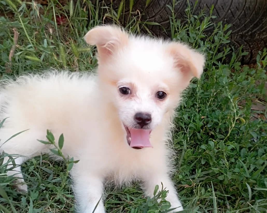 Maja, female puppy Mixed Breed for adoption at Tierrettung International e.V.