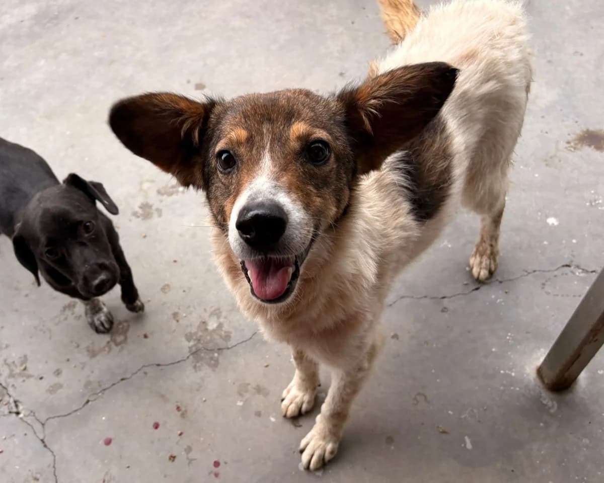 Elysia, female 4yo Mixed Breed for adoption at Tierrettung International e.V.