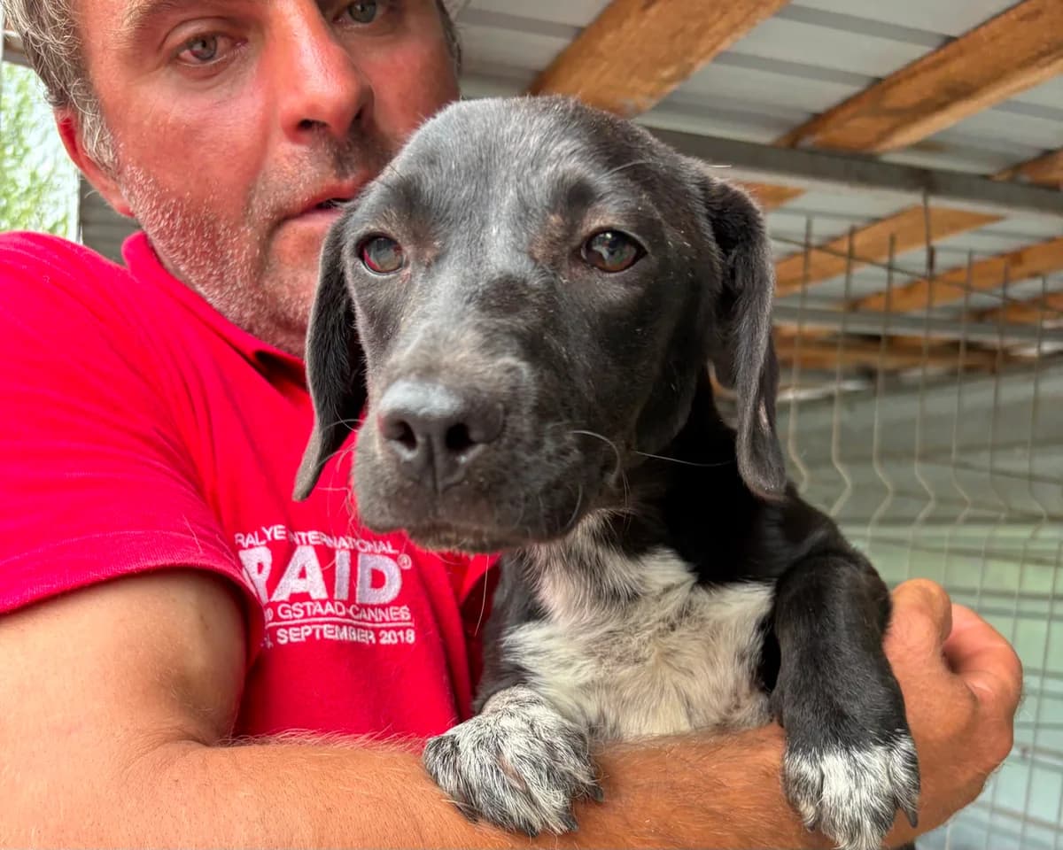 Benita, female young Mixed Breed for adoption at Tierrettung International e.V.