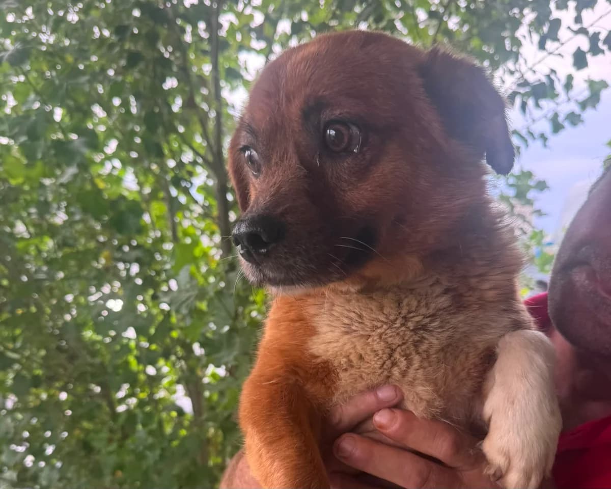 Pablo, male 4yo Mixed Breed for adoption at Tierrettung International e.V.