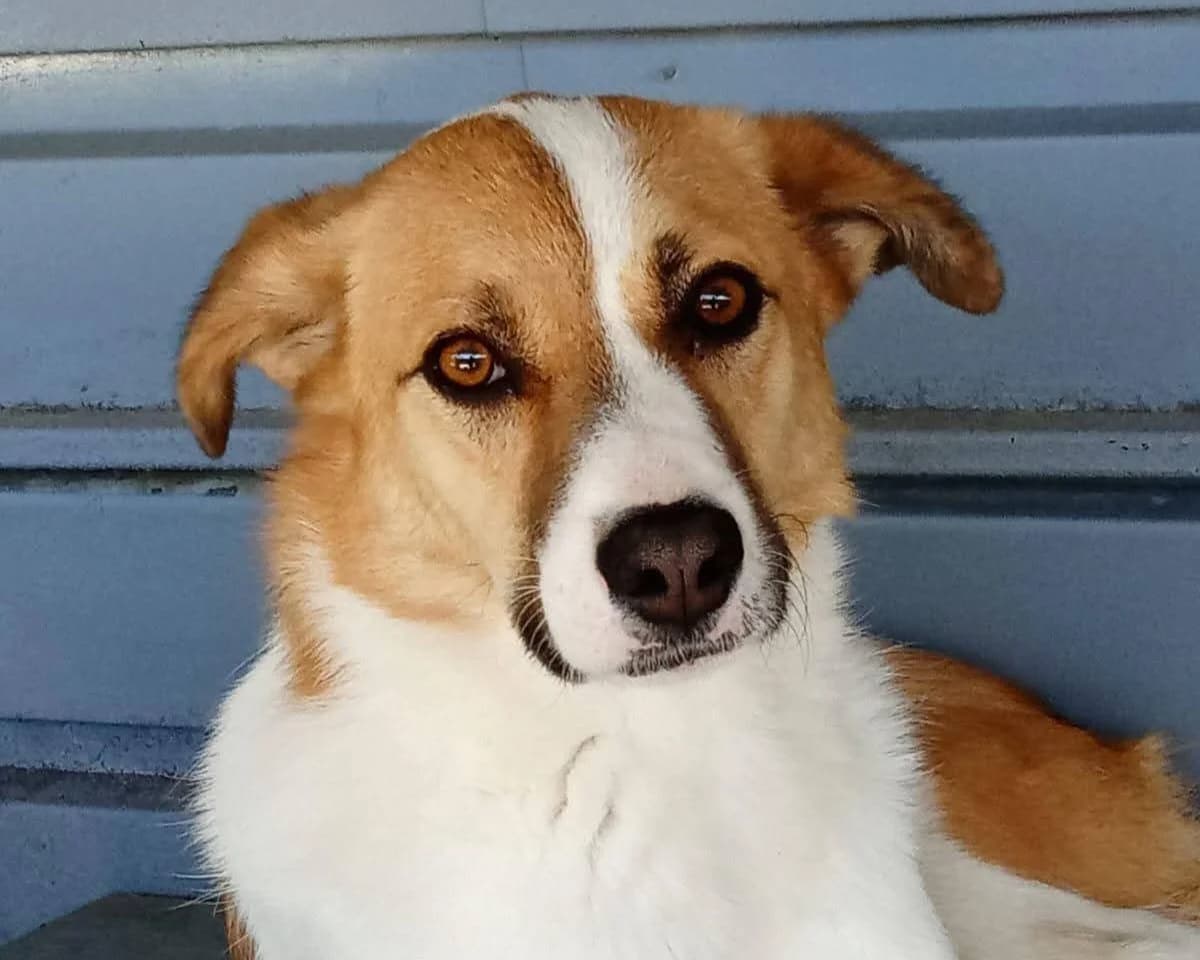Fellow, male 4yo Mixed Breed for adoption at Tierrettung International e.V.
