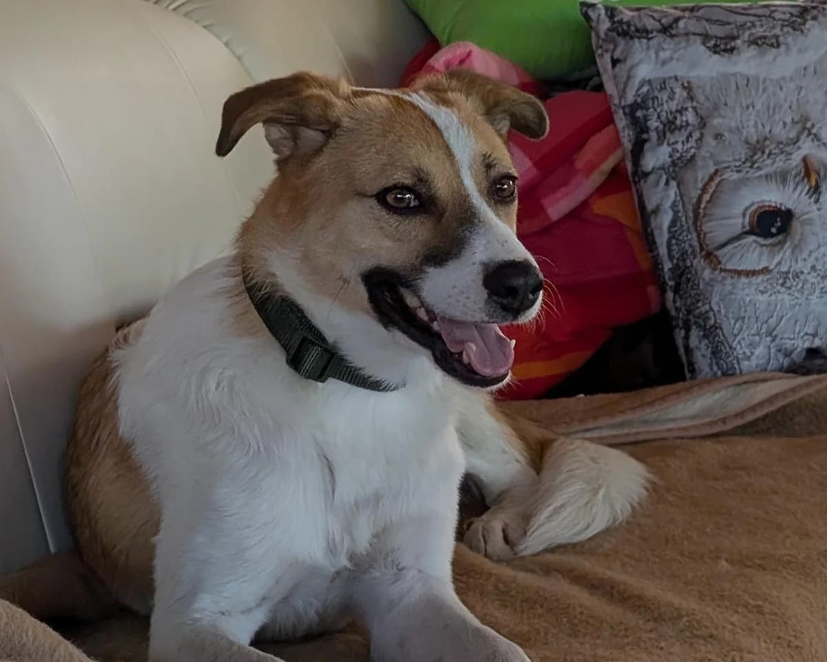 Fellow – PLZ 39646, male 3yo Mixed Breed for adoption at Tierrettung International e.V.