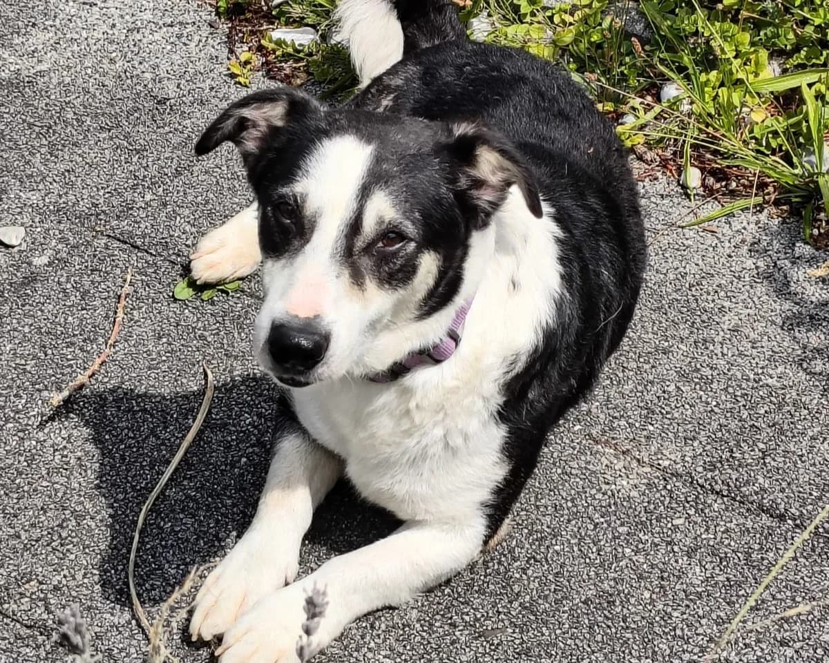 Triple – PLZ 94501, male 5yo Mixed Breed for adoption at Tierrettung International e.V.