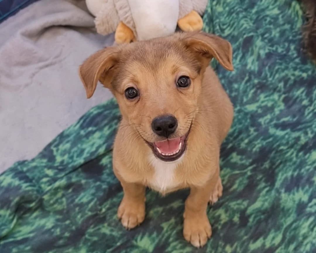 Hugo, male puppy Mixed Breed for adoption at Tierrettung International e.V.