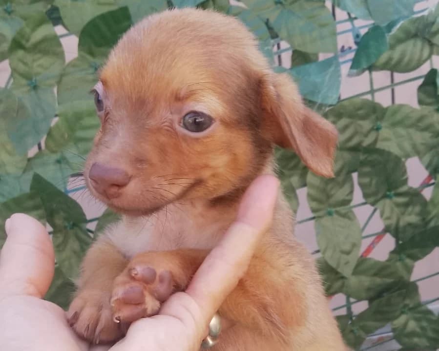Haily, female puppy Mixed Breed for adoption at Tierrettung International e.V.