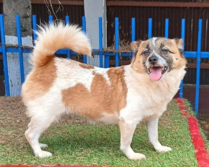 Shira, female 5yo Mixed Breed for adoption at Tierrettung International e.V.