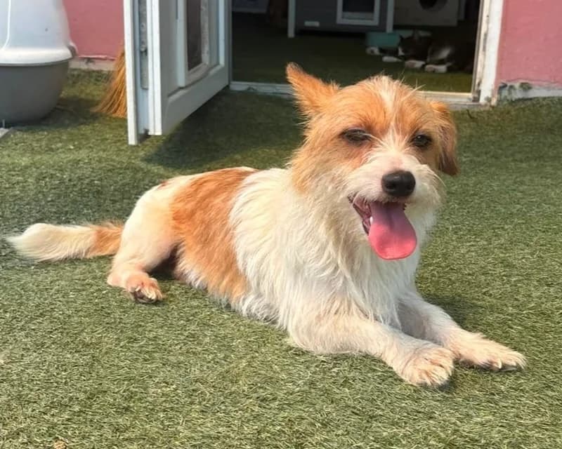 Suzi, female young Mixed Breed for adoption at Tierrettung International e.V.