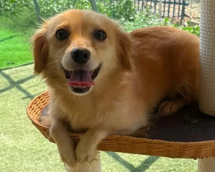 Shila, female 3yo Mixed Breed for adoption at Tierrettung International e.V.