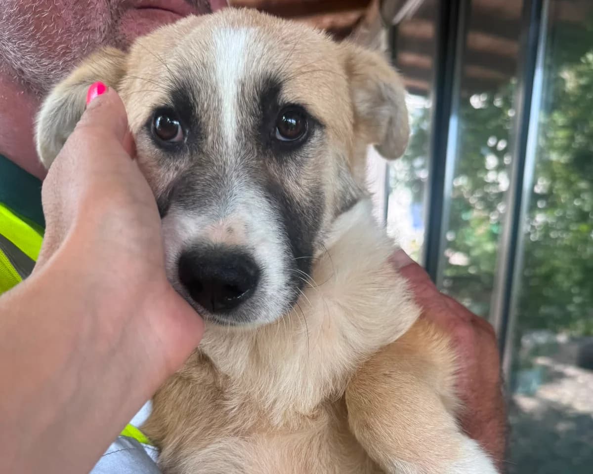 Strolchi, male puppy Mixed Breed for adoption at Tierrettung International e.V.