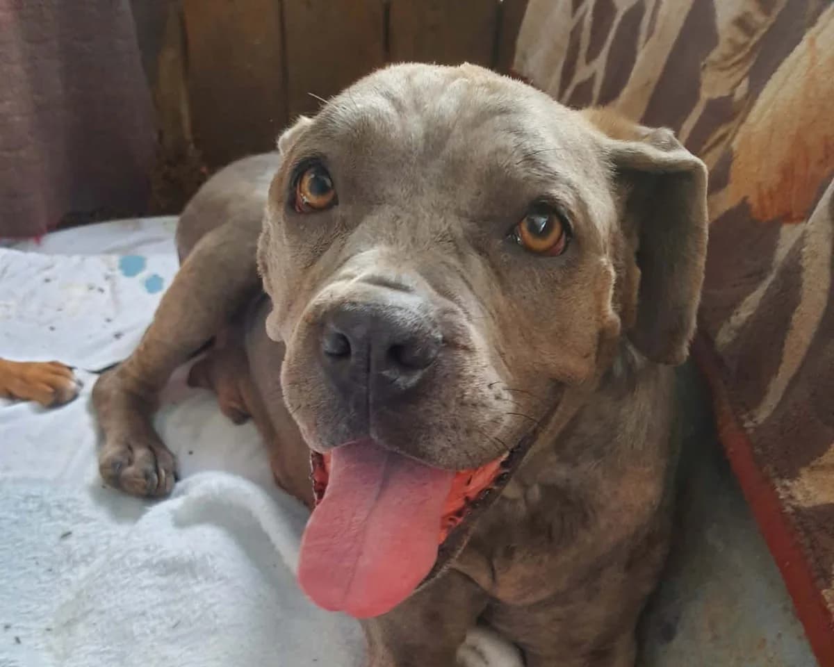 Ona – PLZ 23936, female young Mixed Breed for adoption at Tierrettung International e.V.