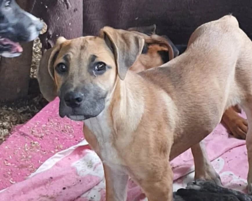 Ayana – PLZ 23936, female puppy Mixed Breed for adoption at Tierrettung International e.V.