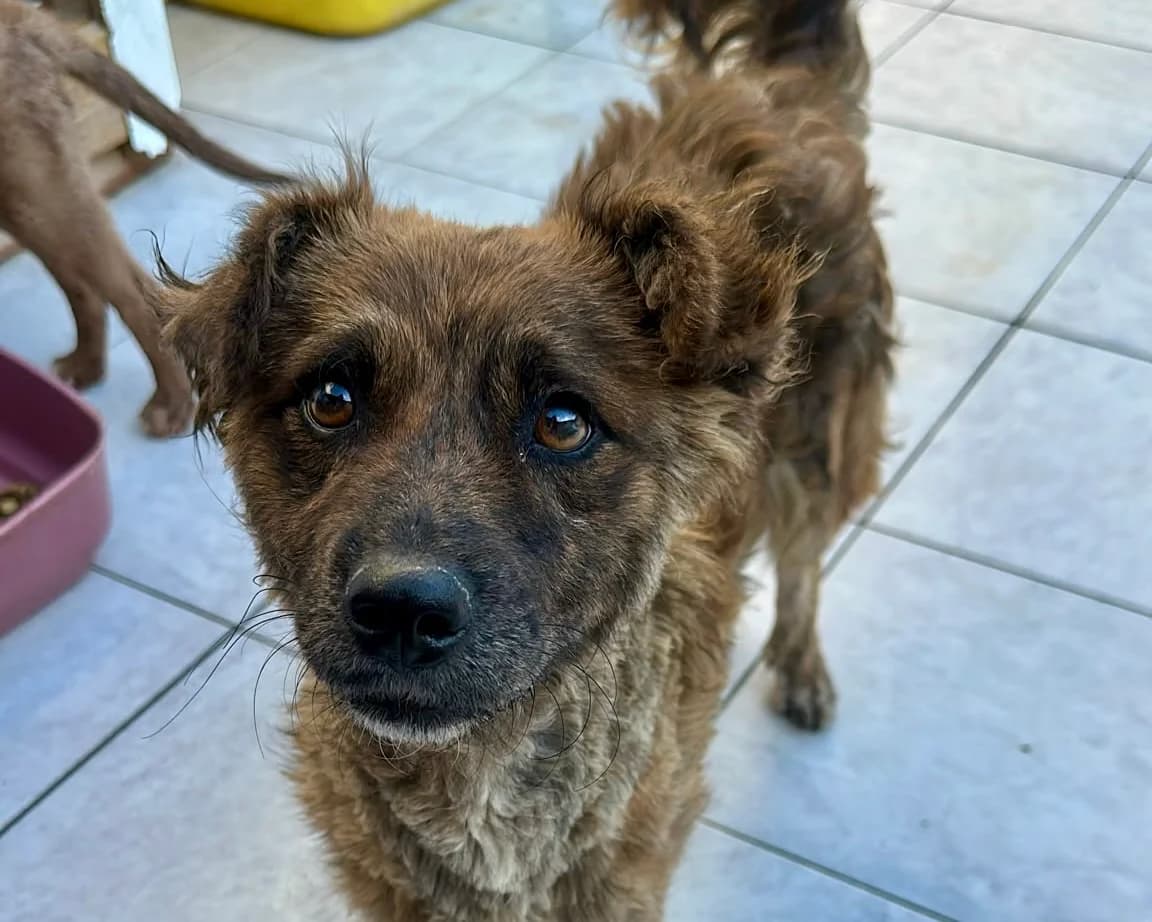 Totole, male young Mixed Breed for adoption at Tierrettung International e.V.