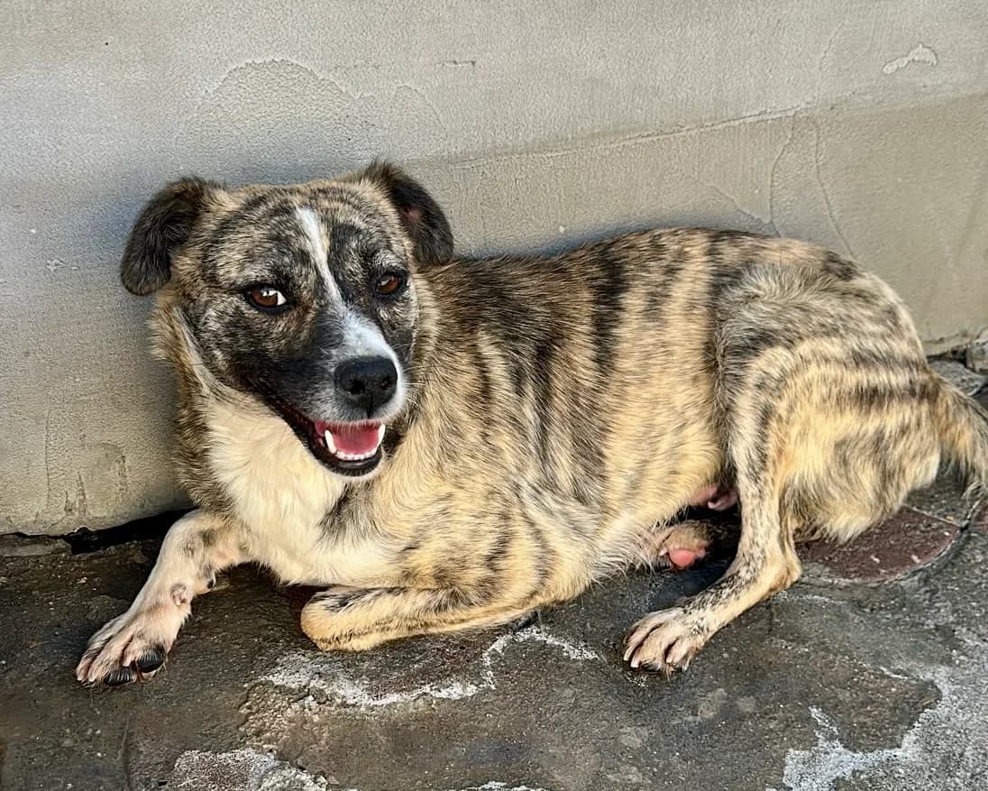 Marta, female young Mixed Breed for adoption at Tierrettung International e.V.