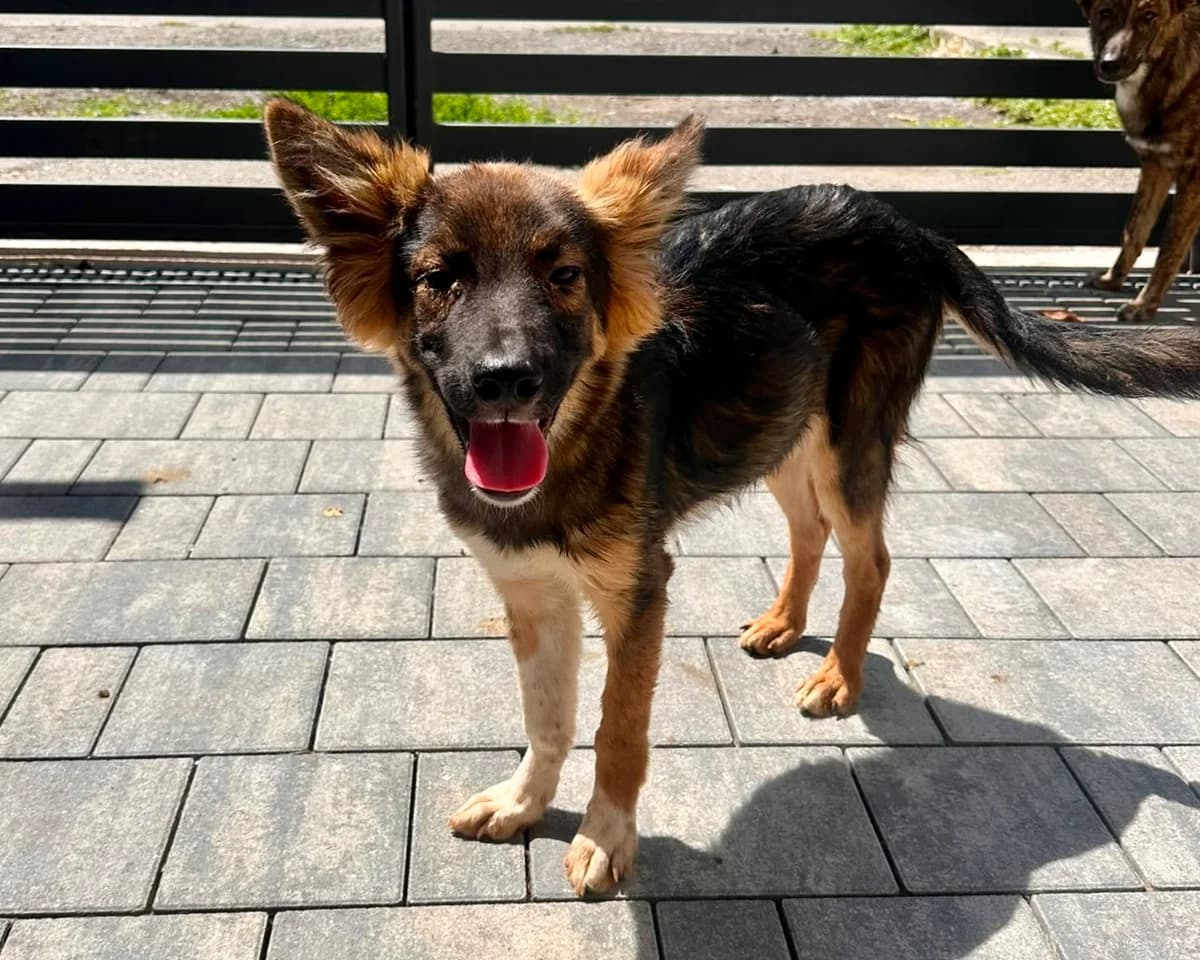 Leo, male young Mixed Breed for adoption at Tierrettung International e.V.