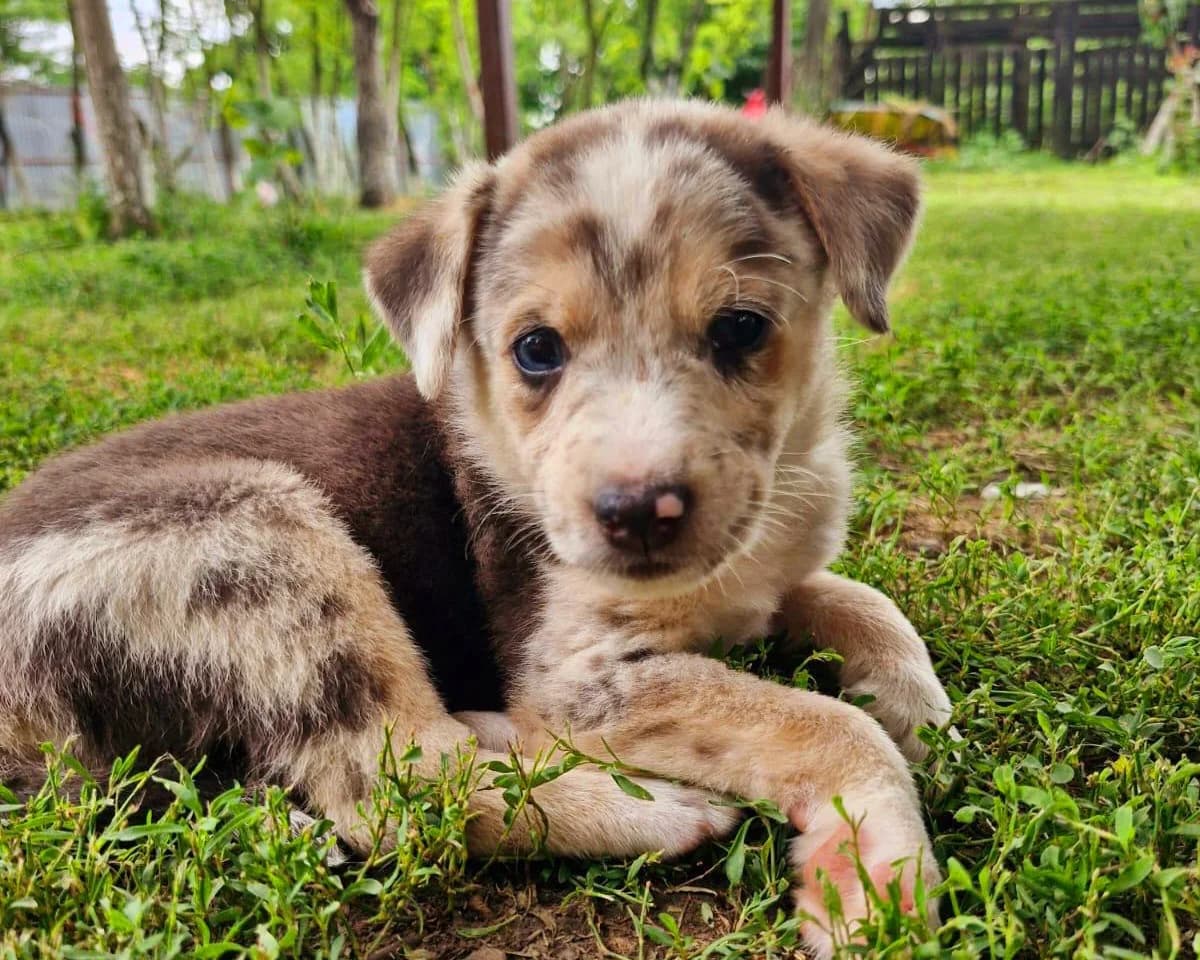 Derry, male puppy Mixed Breed for adoption at Tierrettung International e.V.