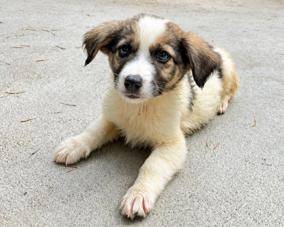 Dusty, male puppy Mixed Breed for adoption at Tierrettung International e.V.