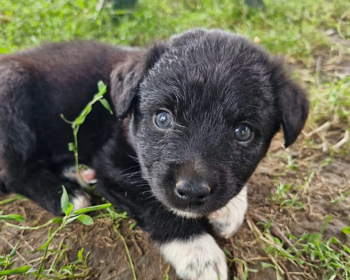 Devil, male puppy Mixed Breed for adoption at Tierrettung International e.V.