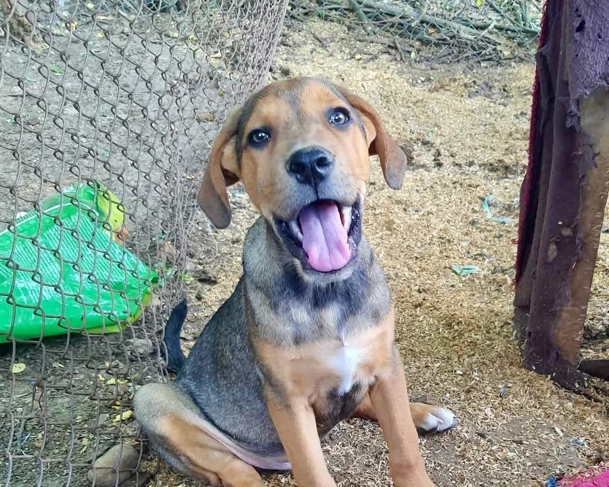 Ronan – PLZ 23936, male puppy Mixed Breed for adoption at Tierrettung International e.V.