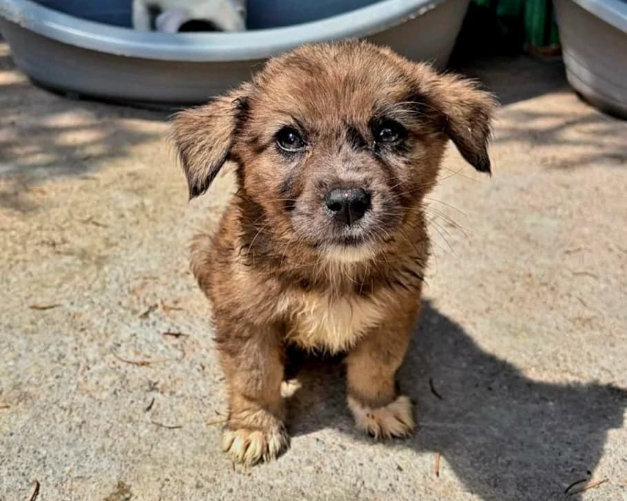 Deiko, male puppy Mixed Breed for adoption at Tierrettung International e.V.