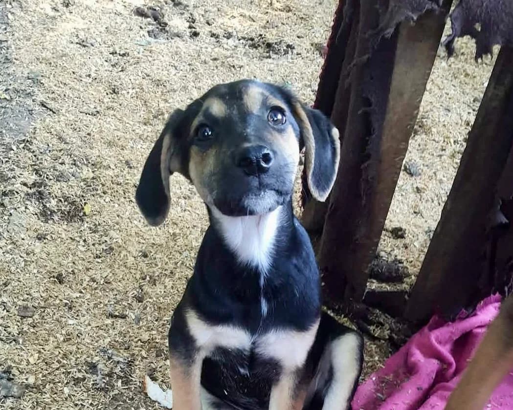 Nia – PLZ 23936, female puppy Mixed Breed for adoption at Tierrettung International e.V.
