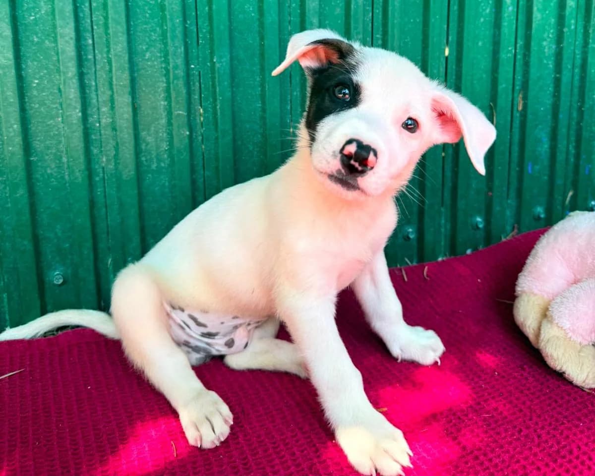 Desko, male puppy Mixed Breed for adoption at Tierrettung International e.V.