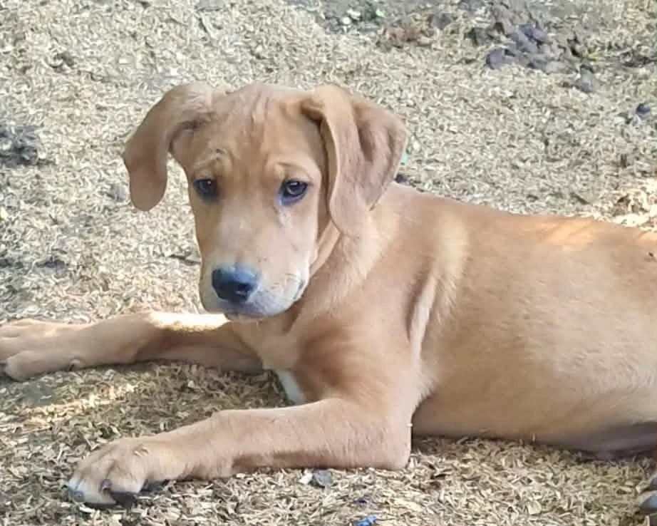 Magnus – PLZ 23936, male puppy Mixed Breed for adoption at Tierrettung International e.V.
