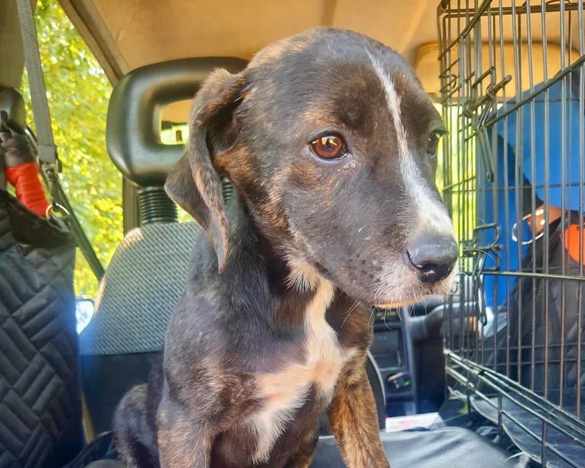 Loxley – PLZ 23936, male puppy Mixed Breed for adoption at Tierrettung International e.V.