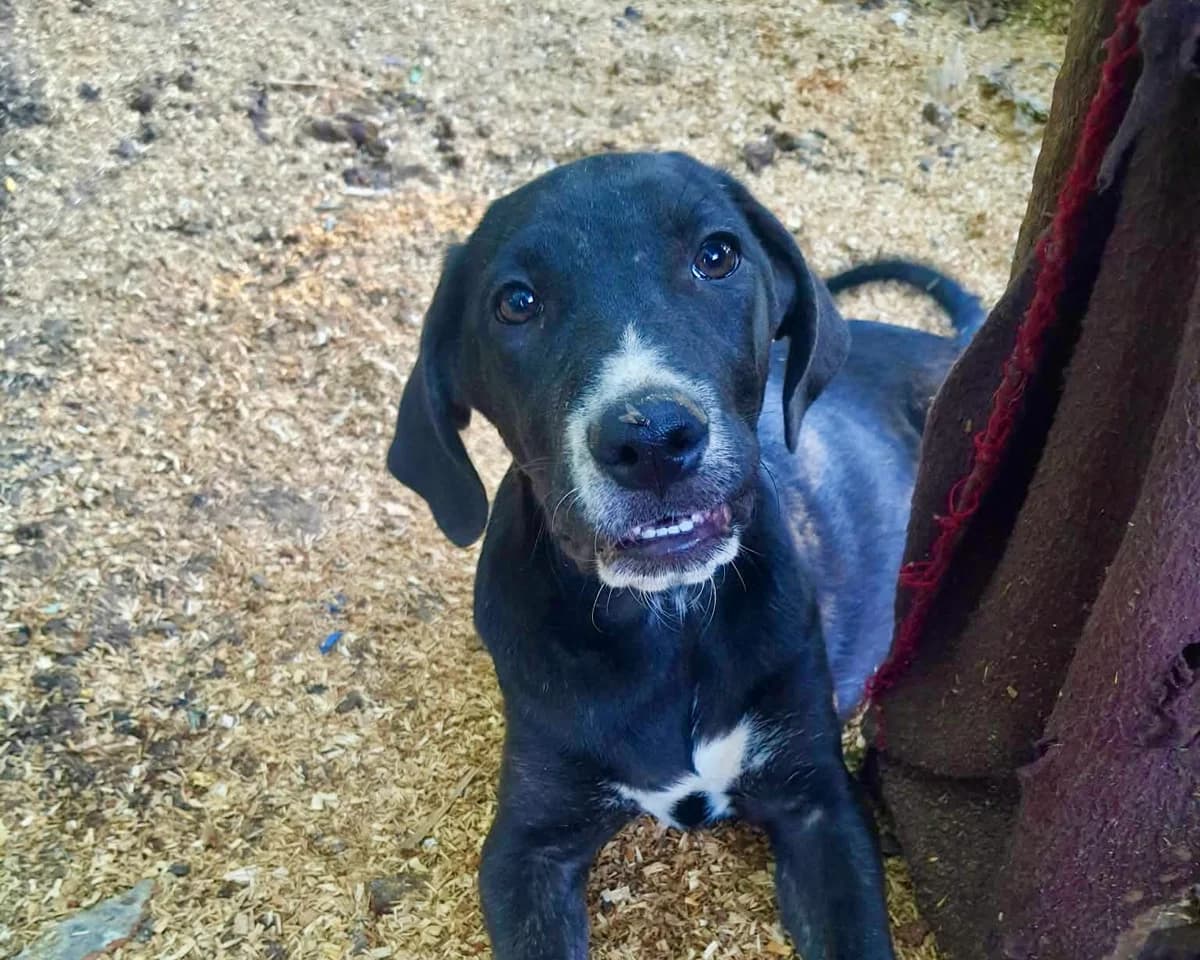 Gatsby – PLZ 23936, male puppy Mixed Breed for adoption at Tierrettung International e.V.