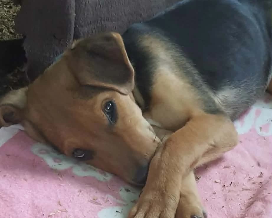 Fritte – PLZ 23936, male puppy Mixed Breed for adoption at Tierrettung International e.V.