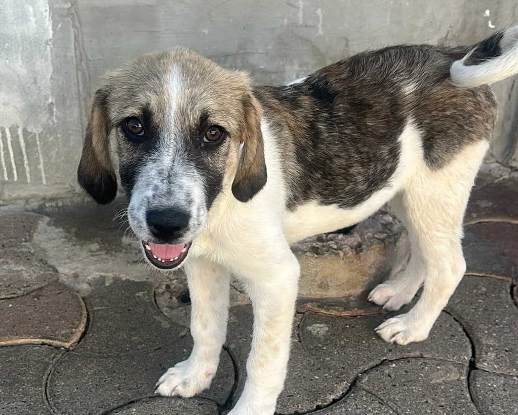 Tosca, female puppy Mixed Breed for adoption at Tierrettung International e.V.