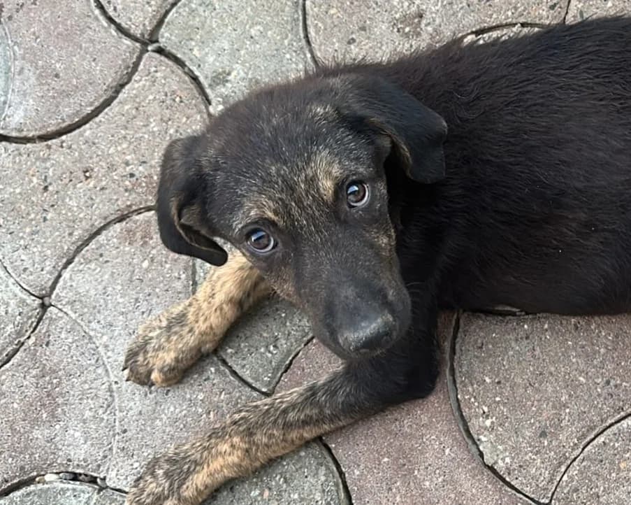 Timo, male puppy Mixed Breed for adoption at Tierrettung International e.V.