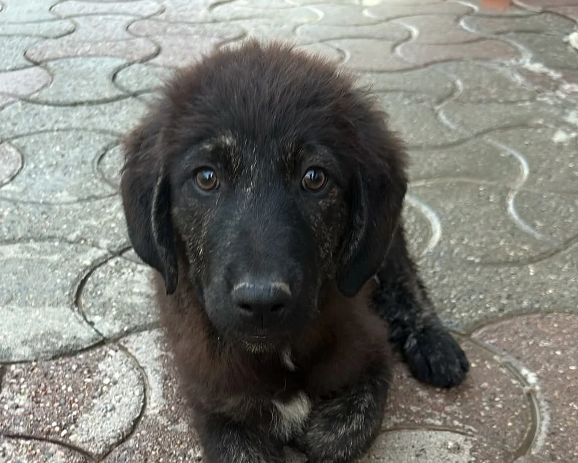 Taro, male puppy Mixed Breed for adoption at Tierrettung International e.V.