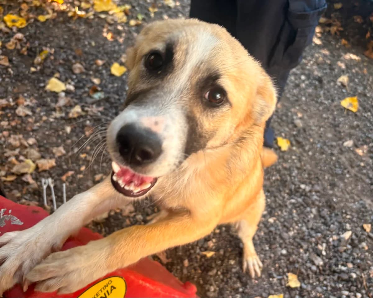 Gala, female young Mixed Breed for adoption at Tierrettung International e.V.