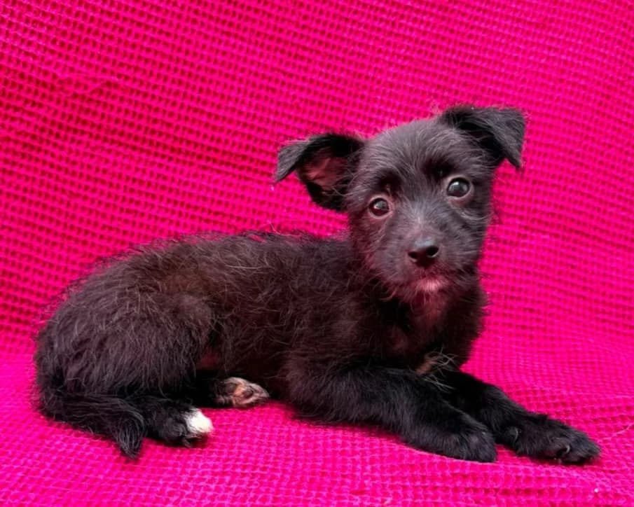 Rona, female puppy Mixed Breed for adoption at Tierrettung International e.V.