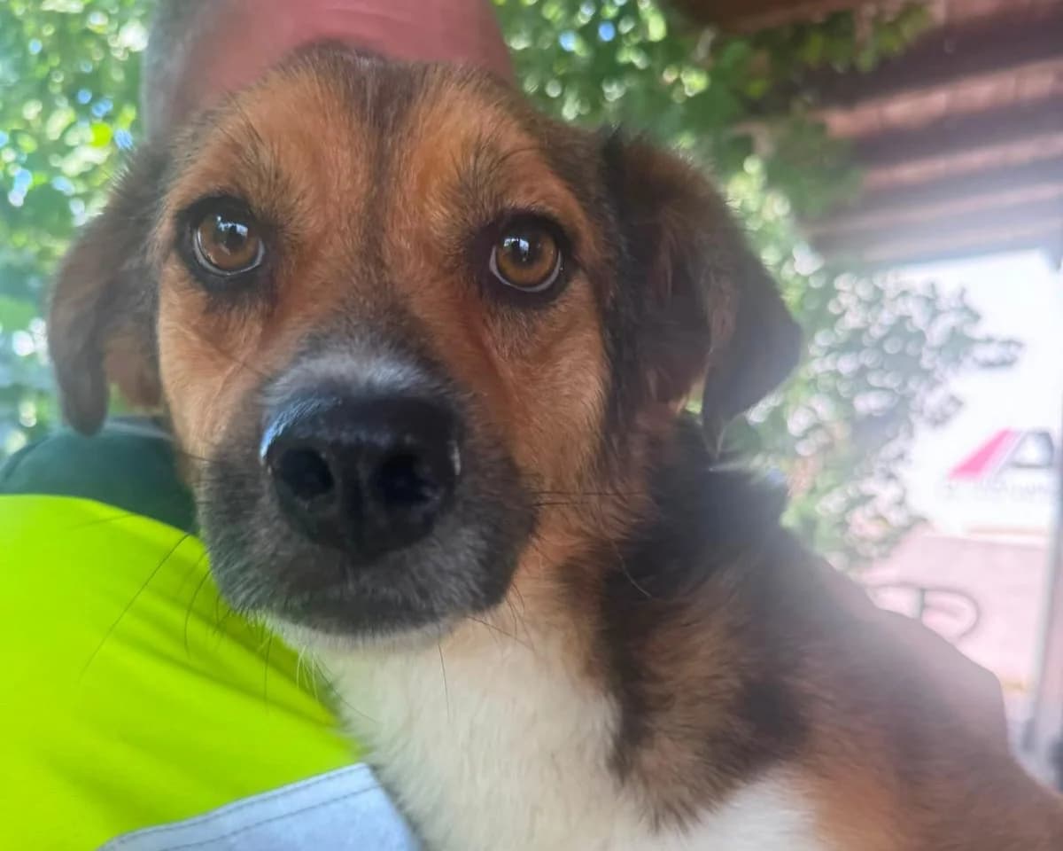 Semmel, male 4yo Mixed Breed for adoption at Tierrettung International e.V.