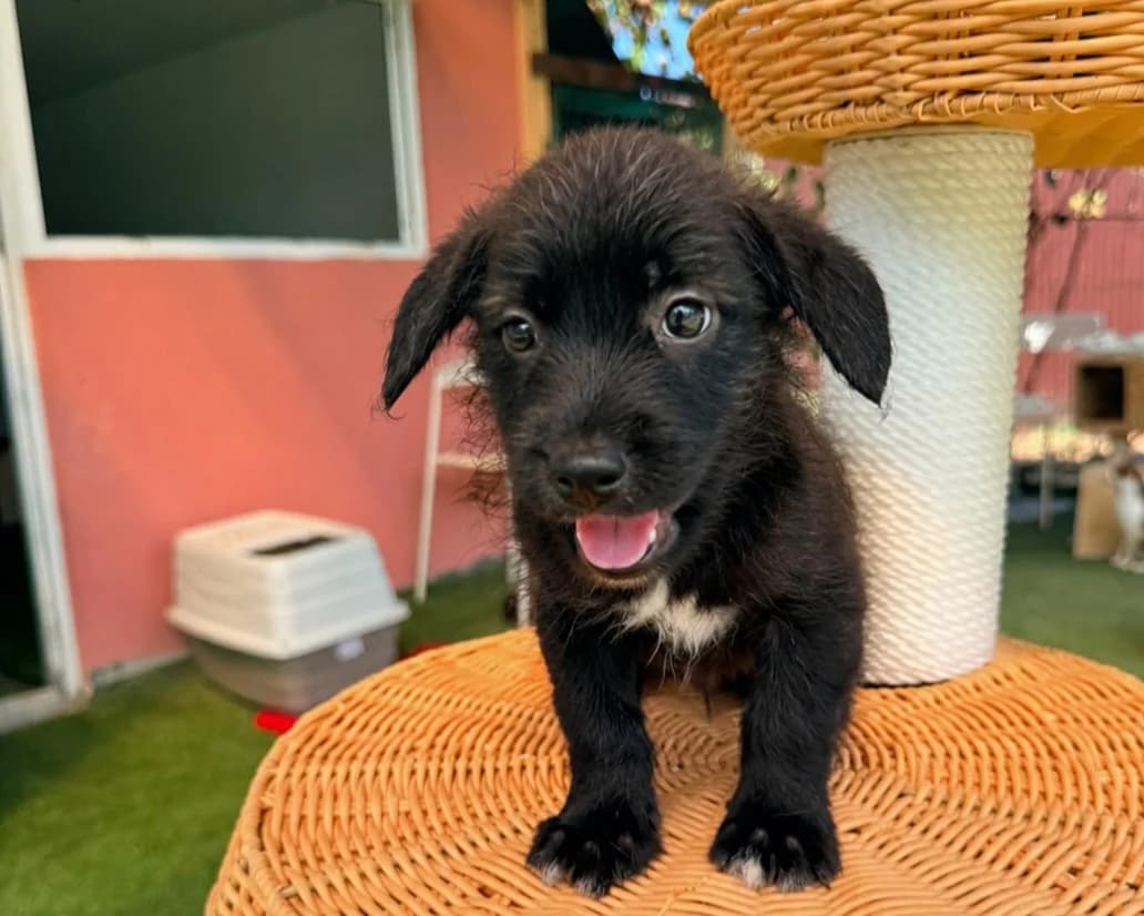 Raul, male puppy Mixed Breed for adoption at Tierrettung International e.V.