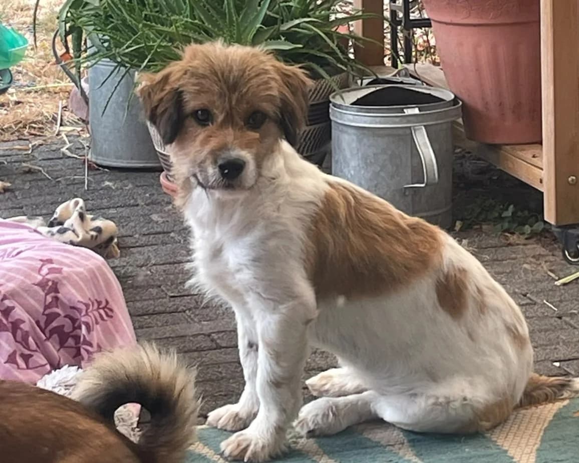 Frieda, female young Mixed Breed for adoption at Tierrettung International e.V.