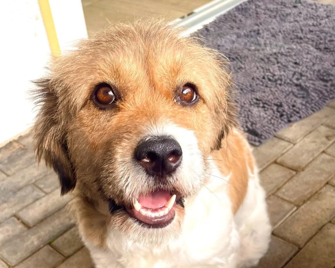 Frieda, female young Mixed Breed for adoption at Tierrettung International e.V.