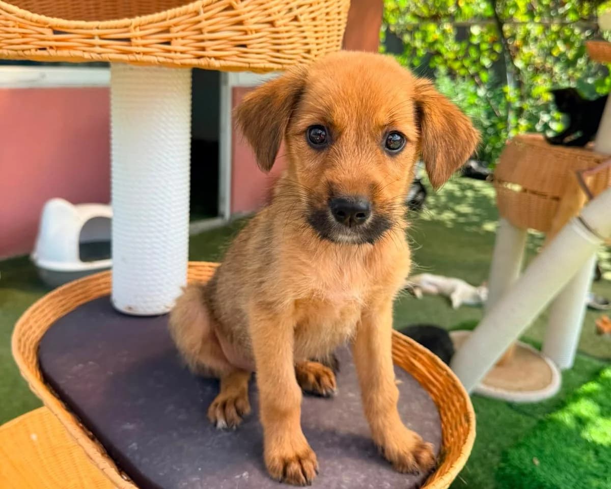 Marcy, female puppy Mixed Breed for adoption at Tierrettung International e.V.