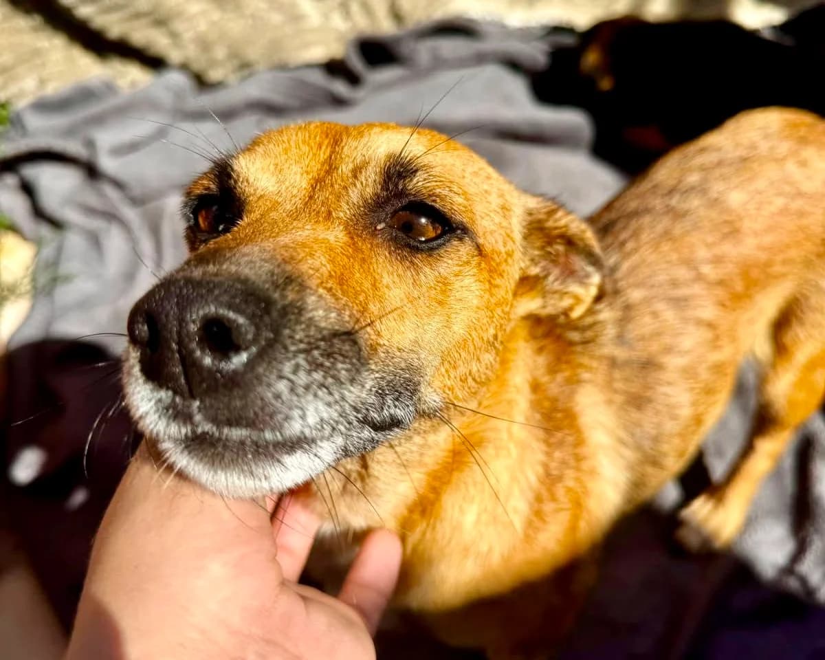 Bruna, female 3yo Mixed Breed for adoption at Tierrettung International e.V.