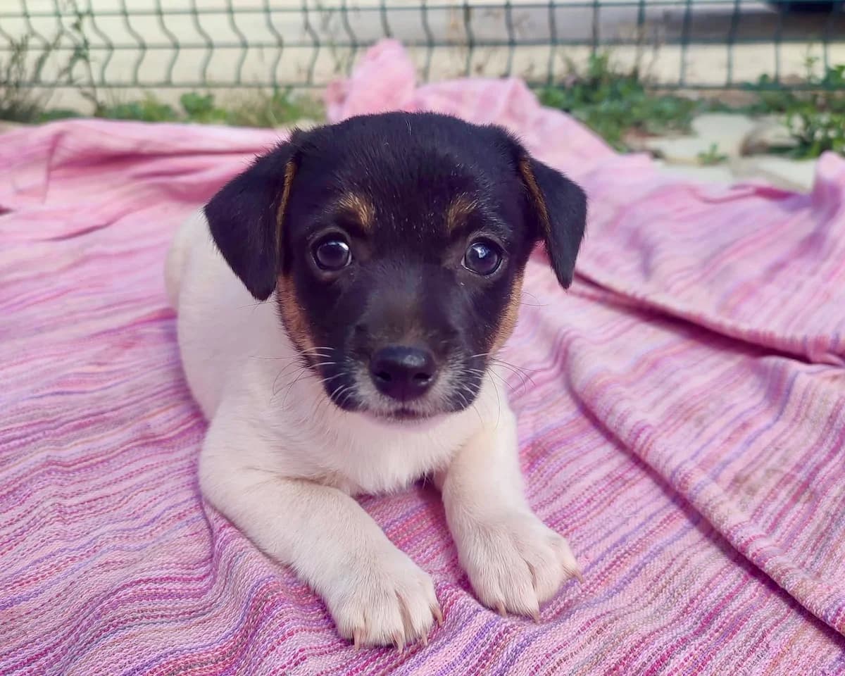 Blake, female puppy Mixed Breed for adoption at Tierrettung International e.V.