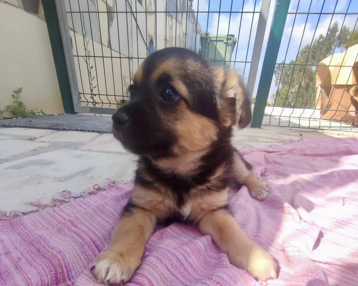 Brooke, female puppy Mixed Breed for adoption at Tierrettung International e.V.