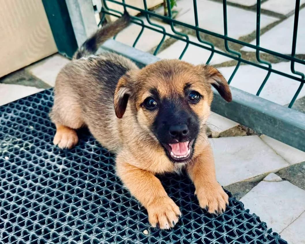 Belina, female puppy Mixed Breed for adoption at Tierrettung International e.V.