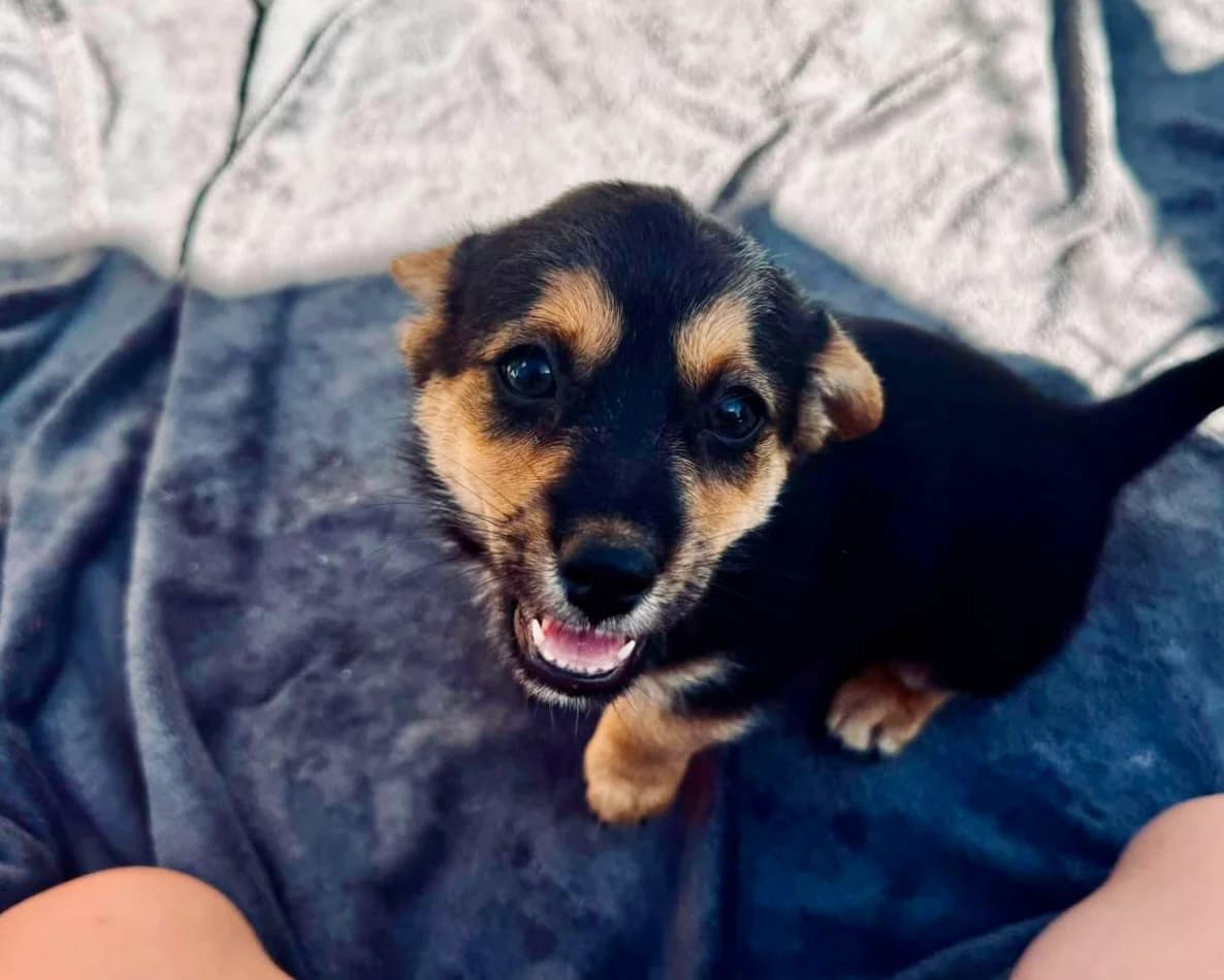 Barney, male puppy Mixed Breed for adoption at Tierrettung International e.V.