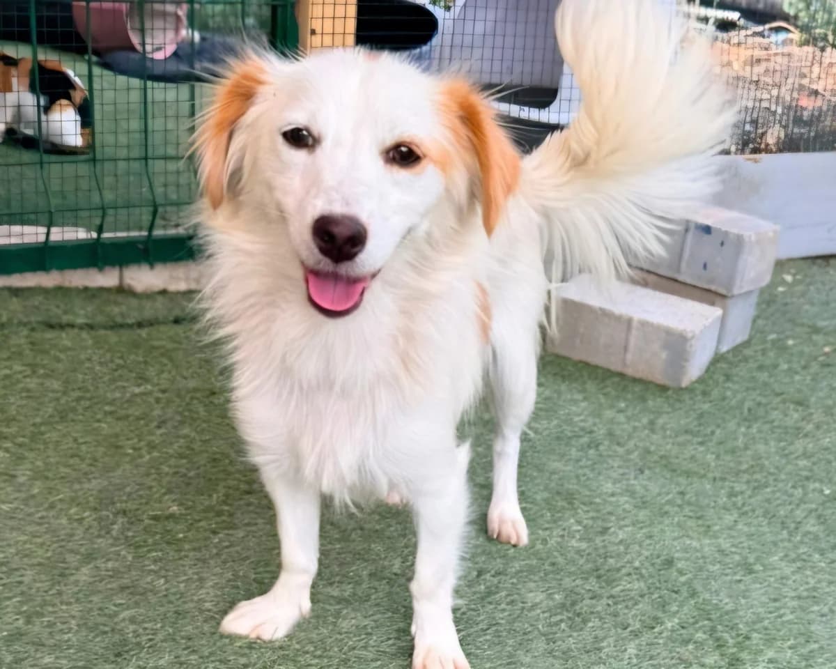 Anni, female puppy Mixed Breed for adoption at Tierrettung International e.V.