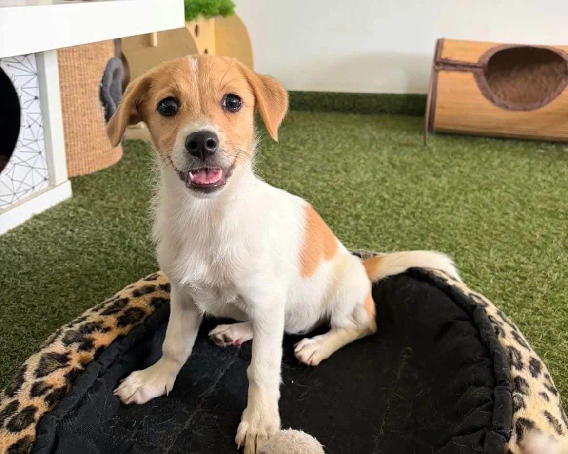 Anabell, female puppy Mixed Breed for adoption at Tierrettung International e.V.