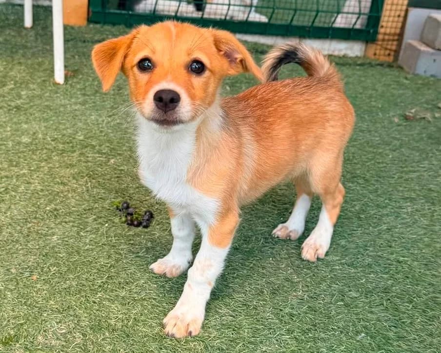 Alina, female puppy Mixed Breed for adoption at Tierrettung International e.V.