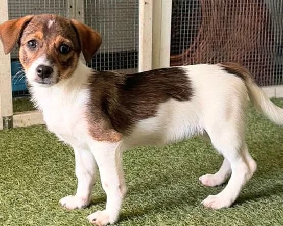 Asuna, female puppy Mixed Breed for adoption at Tierrettung International e.V.