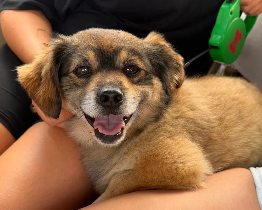 Coral, male 4yo Mixed Breed for adoption at Tierrettung International e.V.